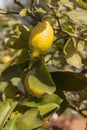 Yellow mediterranean lemon fruit
