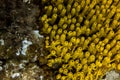 Yellow mediterranean sponge Aplysina aerophoba, underwater, landscape orientation