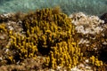 Yellow mediterranean sponge Aplysina aerophoba, underwater, landscape orientation