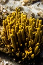 Yellow mediterranean sponge Aplysina aerophoba, underwater, portrait orientation