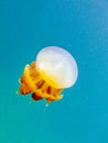 Yellow jellyfish in the clear blue sea Royalty Free Stock Photo