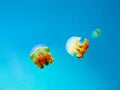 Yellow jellyfish in the clear blue sea Royalty Free Stock Photo