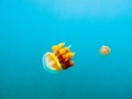 Yellow jellyfish in the clear blue sea Royalty Free Stock Photo