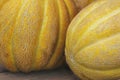 Yellow melon close-up Ethiopian large-sized fruits with sweet taste Royalty Free Stock Photo