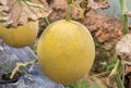 Yellow melon or japanness melons or canary melon growing in greenhouse Royalty Free Stock Photo