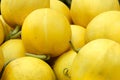 Yellow melons Royalty Free Stock Photo