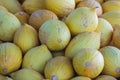 Yellow melons background Royalty Free Stock Photo