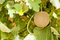 Yellow melons grow on trees growing in greenhouses in the kibbutz in Israel Royalty Free Stock Photo