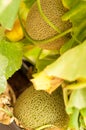 Yellow melons grow on trees growing in greenhouses in the kibbutz in Israel Royalty Free Stock Photo