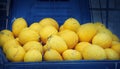 Yellow melons harvest