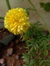 Yellow merigold flower plant growing