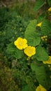 Yellow Merremia Flower in garden at Pekalongan Indonesia. Taken by high angel