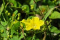 Yellow Merremia hederacea flowers grow wild in the fields