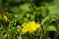 Yellow Merremia hederacea flowers grow wild in the fields