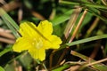 Yellow Merremia hederacea flowers grow wild in the fields