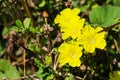 Yellow Merremia hederacea flowers grow wild in the fields