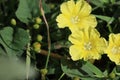 Yellow Merremia hederacea flowers grow wild in the fields Royalty Free Stock Photo