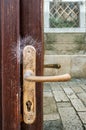 The yellow metal Handle is covered with mold and cobwebs on the old brown door. Antique styling. Selective focus. Noise Royalty Free Stock Photo