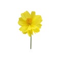 Yellow mexican aster cosmos bipinnatus flower and green stem isolated on white background ,clipping path Royalty Free Stock Photo