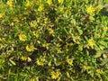 Yellow Mexican heather flowers with green leaves.