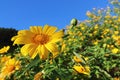 yellow mexican sunflower with blue sky background Royalty Free Stock Photo