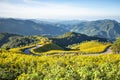 Yellow Mexican Sunflower Field on Mae U Kho Hillside Mountain in Winter, Mae Hong Son Province, Thailand Royalty Free Stock Photo