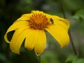 Yellow Mexican sunflower or Tithonia diversifolia flower