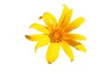 Yellow Mexican sunflower or Tree Marigold or Tithonia diversifolia isolated on a white background with clipping path. Royalty Free Stock Photo