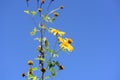 Yellow mexican sunflowers on blue sky