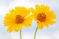 Mexican Sunflowers Against the Sky Closeup