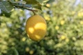 Yellow meyer lemon on branch. It is a hybrid citrus fruit native to China. Royalty Free Stock Photo