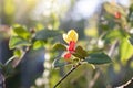 Yellow micky mouse flower on tree or ochna kirkii oliv on blur nature background.