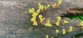 Yellow brain fungus, Tremella mesenterica, growing on the wood of a dead tree. Royalty Free Stock Photo