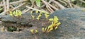 Yellow brain fungus, Tremella mesenterica, growing on the wood of a dead tree. Royalty Free Stock Photo