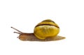 Yellow mid-banded form of Grove snail