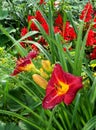 Burgundy yellow daylily flowers and long leaves covered with raindrops. Royalty Free Stock Photo