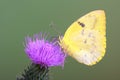 Yellow Migrant Butterfly Royalty Free Stock Photo