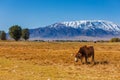 yellow milk cow grazing in front of mountains sunny autumn afternoon