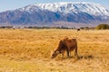 yellow milk cow grazing in front of of mountains sunny autumn afternoon