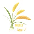 Yellow millet isolated on white background.