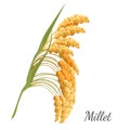 Yellow millet isolated on white. Realistic vector illustration of cereal