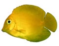 Yellow Mimic Tang Royalty Free Stock Photo