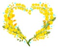 Yellow mimosa acacia heart shape symbol international womens day holiday