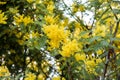 Yellow mimosa blossomed in spring on Women`s Day Royalty Free Stock Photo