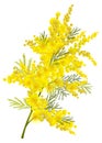 Yellow mimosa branch flower symbol women day isolated on white