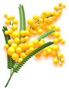 Yellow mimosa flower branch on white background. Flowering acacia symbol of spring Royalty Free Stock Photo