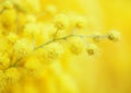 Yellow mimosa flower. Royalty Free Stock Photo