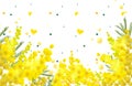 Yellow mimosa flower symbol womens day spring and love Royalty Free Stock Photo