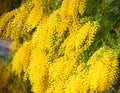 Yellow mimosa flowers Royalty Free Stock Photo