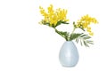 Yellow Mimosa flowers Acacia isolated